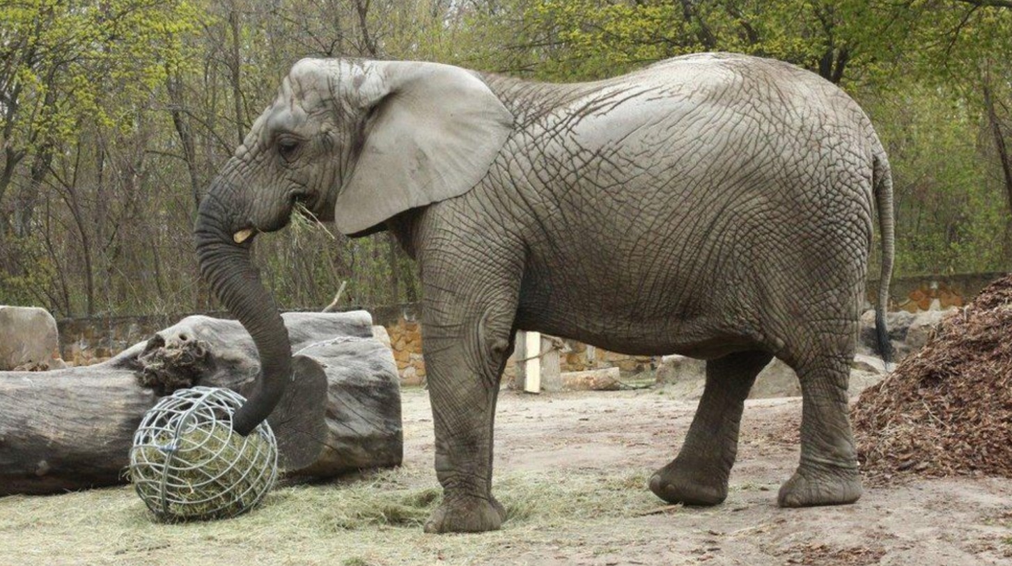 Slon v ZOO užíva CBD olej